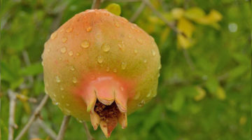 மாதுளைப்பழம் (Pomegranate)