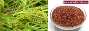 கேழ்வரகு Finger Millet