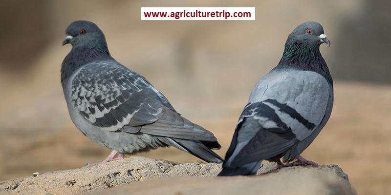 Pigeons - புறா - Agriculturetrip