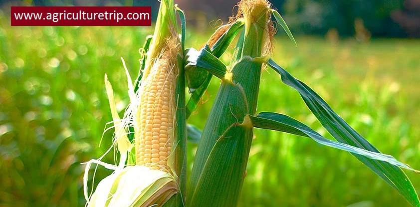corn-Maize,மக்காச்சோளம்