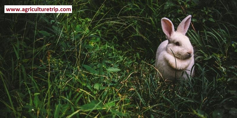 முயல்-rabbit agriculture trip