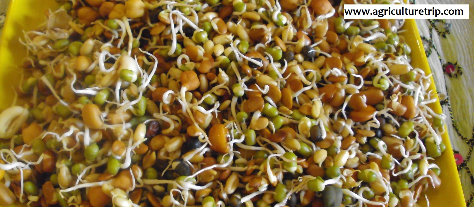 sprouts raw