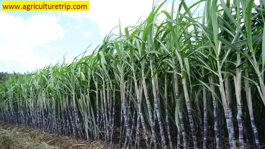 கரும்பு,sugarcane
