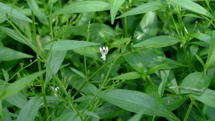 நிலவேம்பு செடி 