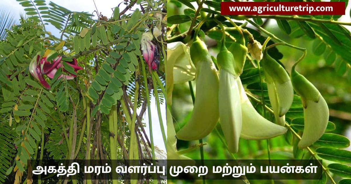 அகத்தி மரம் வளர்ப்பு முறை மற்றும் பயன்கள் | Agriculture Trip