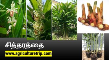 சித்தரத்தை மருத்துவ பயன்கள்