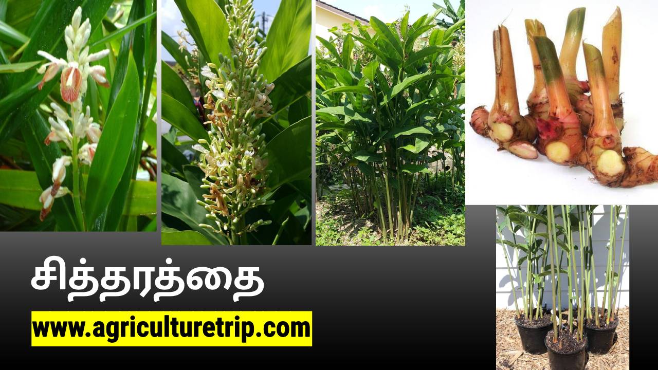 சித்தரத்தை மருத்துவ பயன்கள்