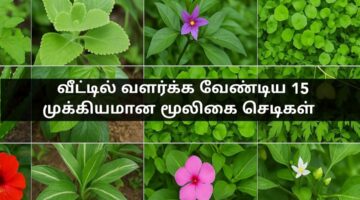 வீட்டில் வளர்க்கவேண்டிய 15 முக்கியமான மூலிகை செடிகள்