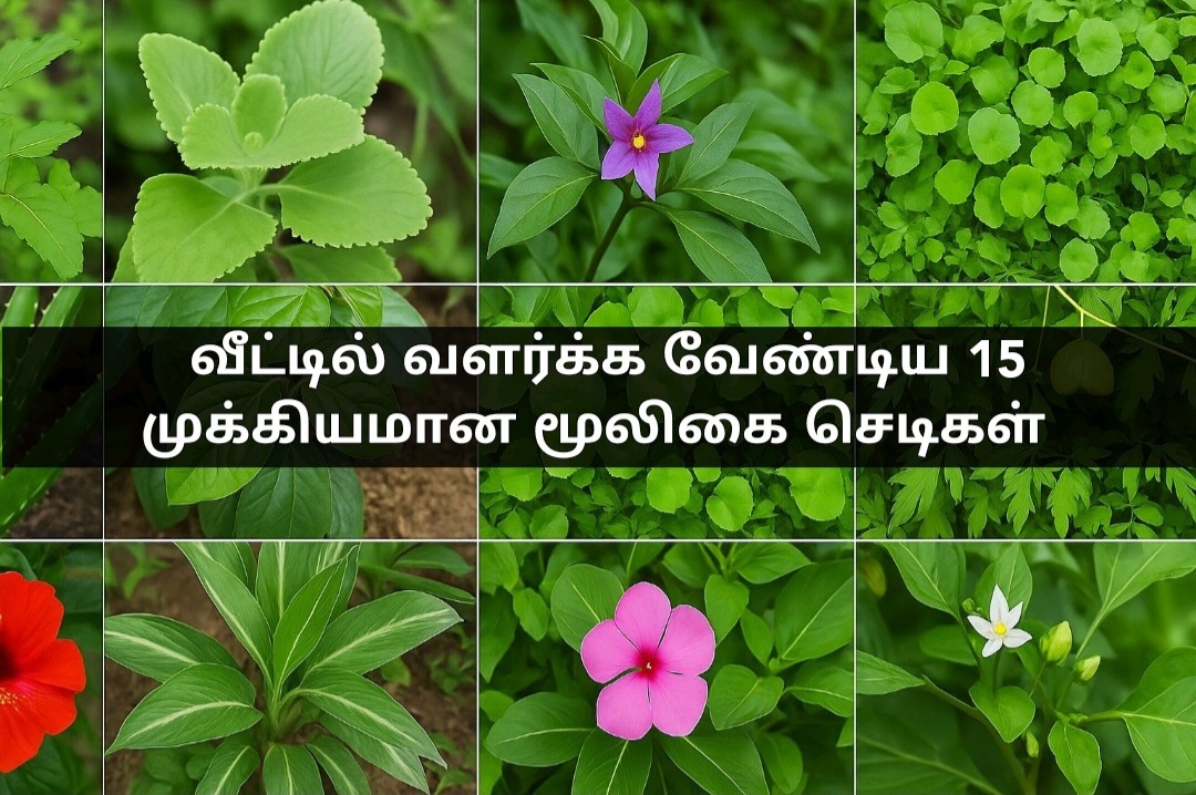 வீட்டில் வளர்க்கவேண்டிய 15 முக்கியமான மூலிகை செடிகள்
