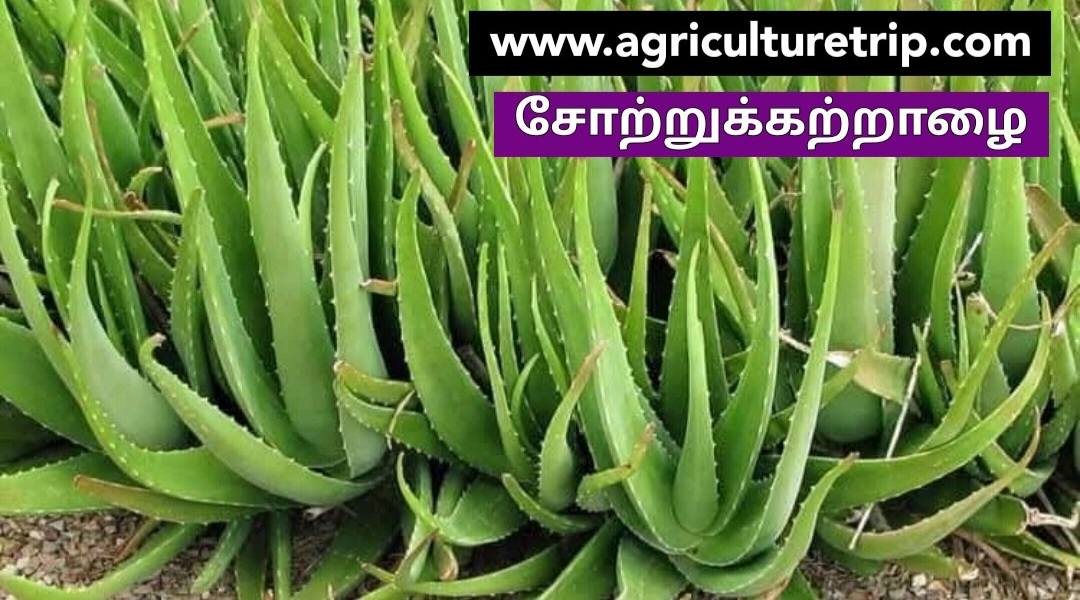 கற்றாழை