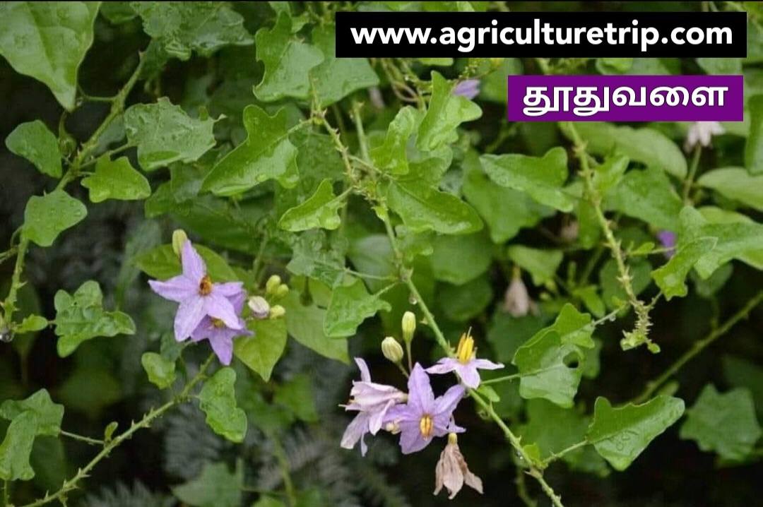 தூதுவளை செடி