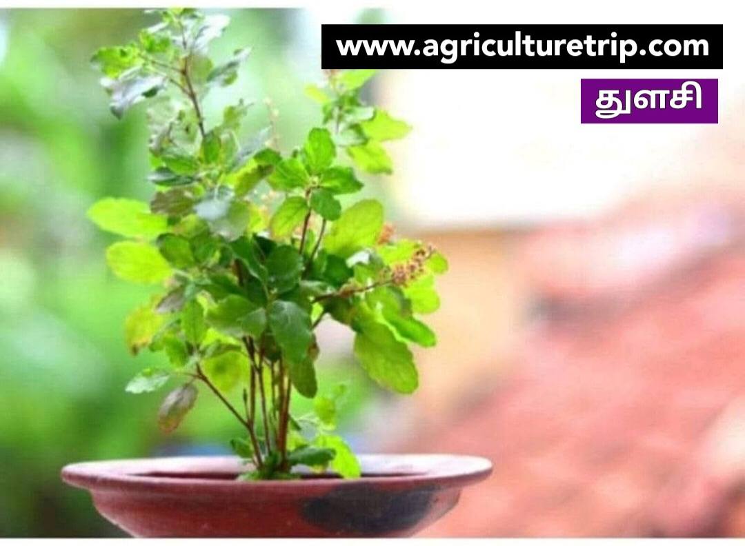 துளசி செடி