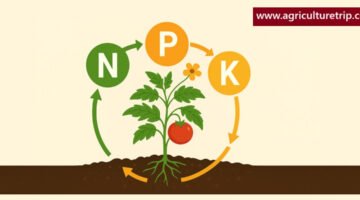 தாவர வளர்ச்சிக்கு NPK ஏன் அவசியம்? நைட்ரஜன்–பாஸ்பரஸ்–பொட்டாசியம் முழுமையான விளக்கம்