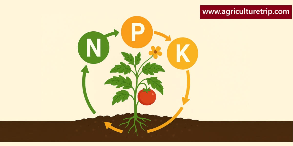 npk-fertilizer-importance-tamil