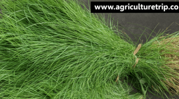 அருகம்புல் (Cynodon dactylon) – உடல் சுத்தம், குளிர்ச்சி மற்றும் ஆரோக்கிய நன்மைகள்