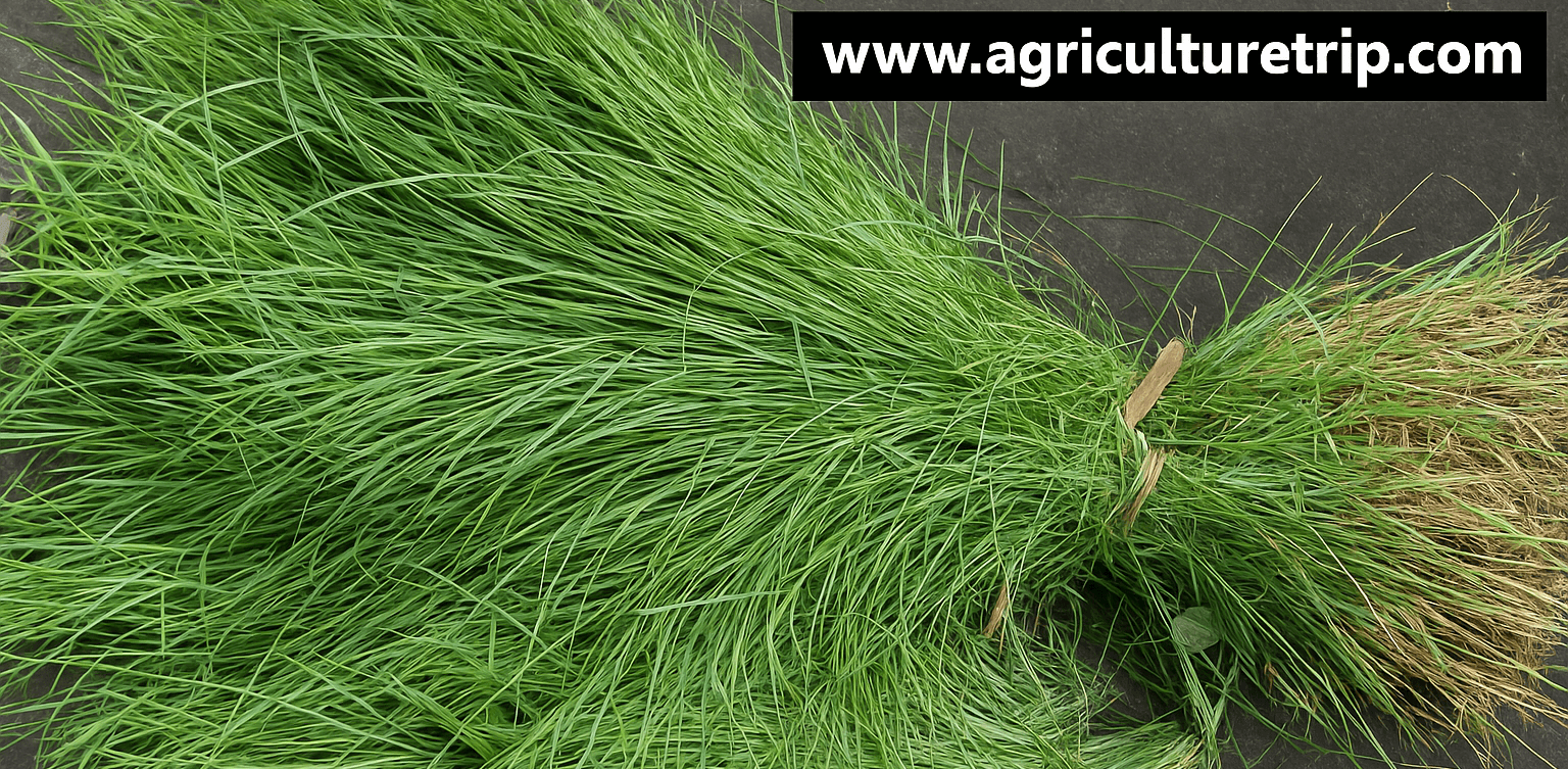 அருகம்புல் (Cynodon dactylon) உடல் சுத்தம் மற்றும் ஆரோக்கிய நன்மைகள்