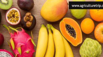 🥭 அயல்நாட்டு பழங்கள் அவசியமா? அல்லது நம் நாட்டு பழங்களே போதுமா?