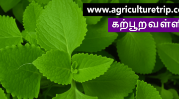 கற்பூரவள்ளி – மருத்துவ பயன்கள்