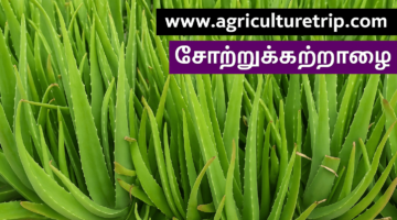 சோற்று கற்றாழை சாகுபடி மற்றும் மருத்துவ பயன்கள்