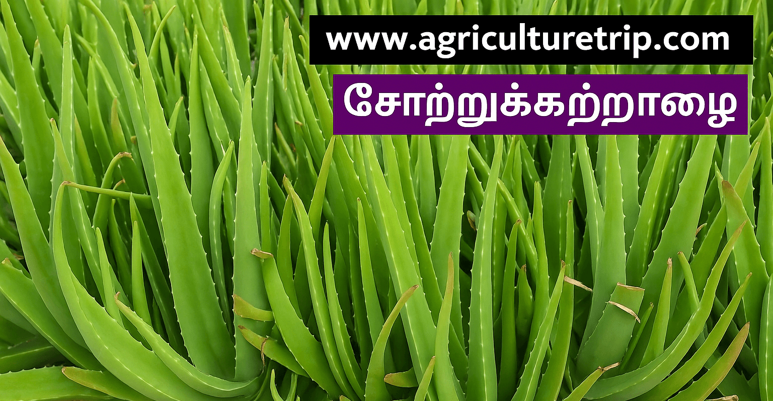 katralai-agriculturetrip