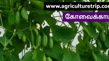 கோவைக்காய் சாகுபடி மற்றும் அதன் மருத்துவ பயன்கள்
