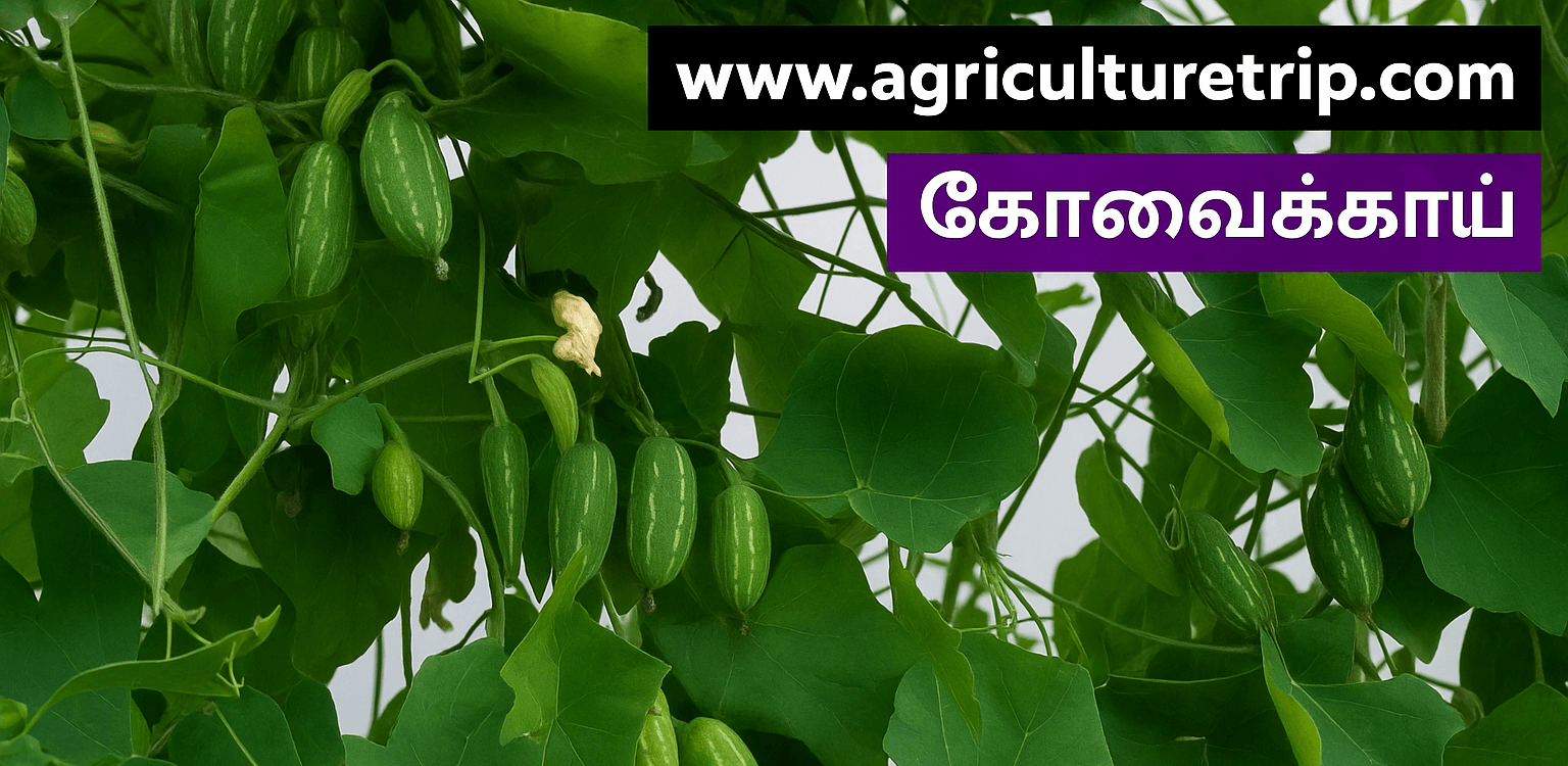 கோவக்காய் (Ivy Gourd) மருத்துவ நன்மைகள் மற்றும் பயிரிடும் முறை