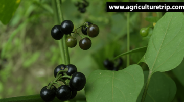 மணத்தக்காளி சாகுபடி முறை மற்றும் பயன்கள்