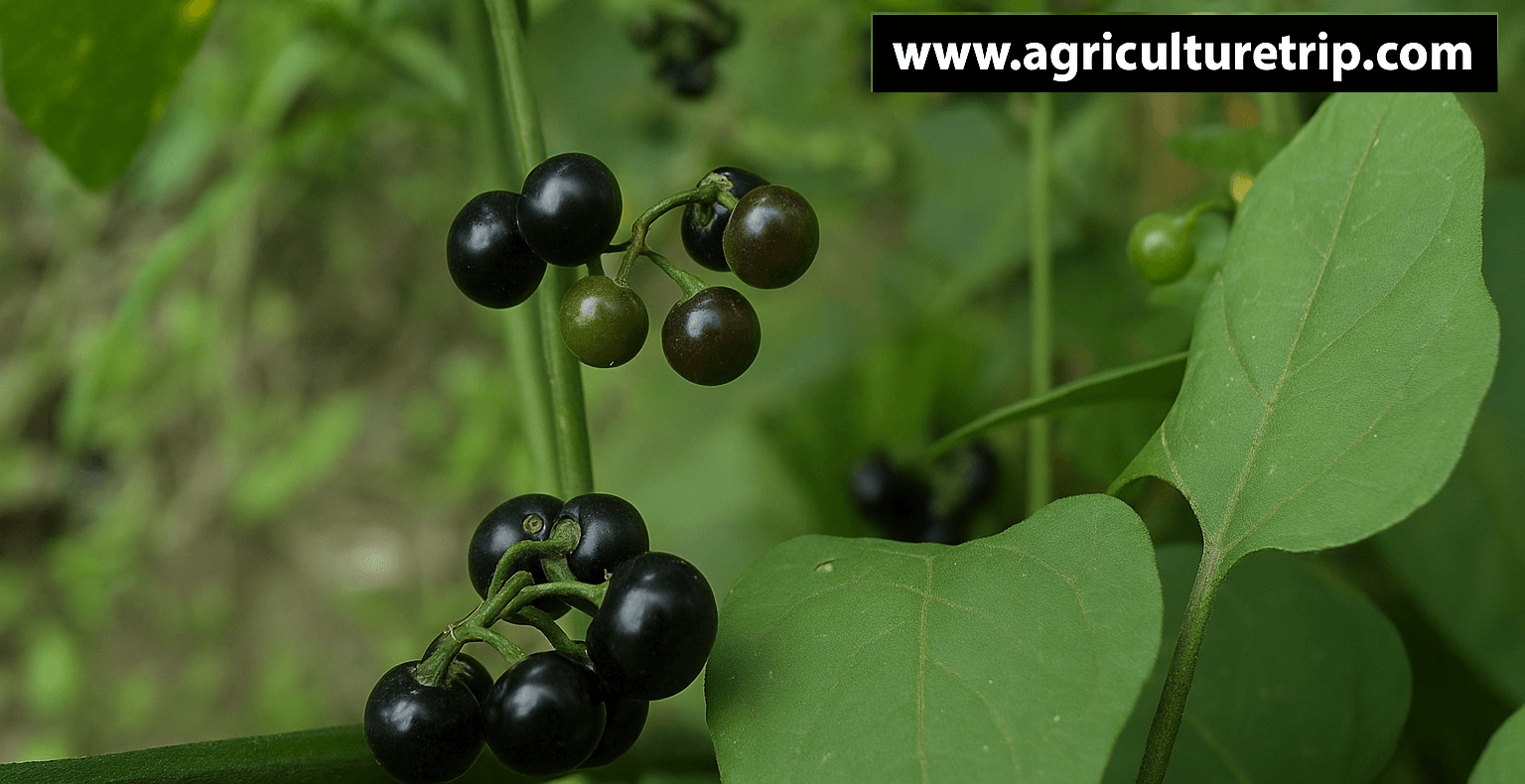 மணத்தக்காளி (Solanum nigrum) வயிற்றுப்புண் மற்றும் ஆரோக்கிய நன்மைகள்