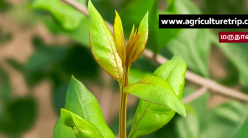 மருதாணி (Lawsonia inermis) – அழகு, ஆரோக்கியம் மற்றும் இயற்கை மருத்துவ நன்மைகள்
