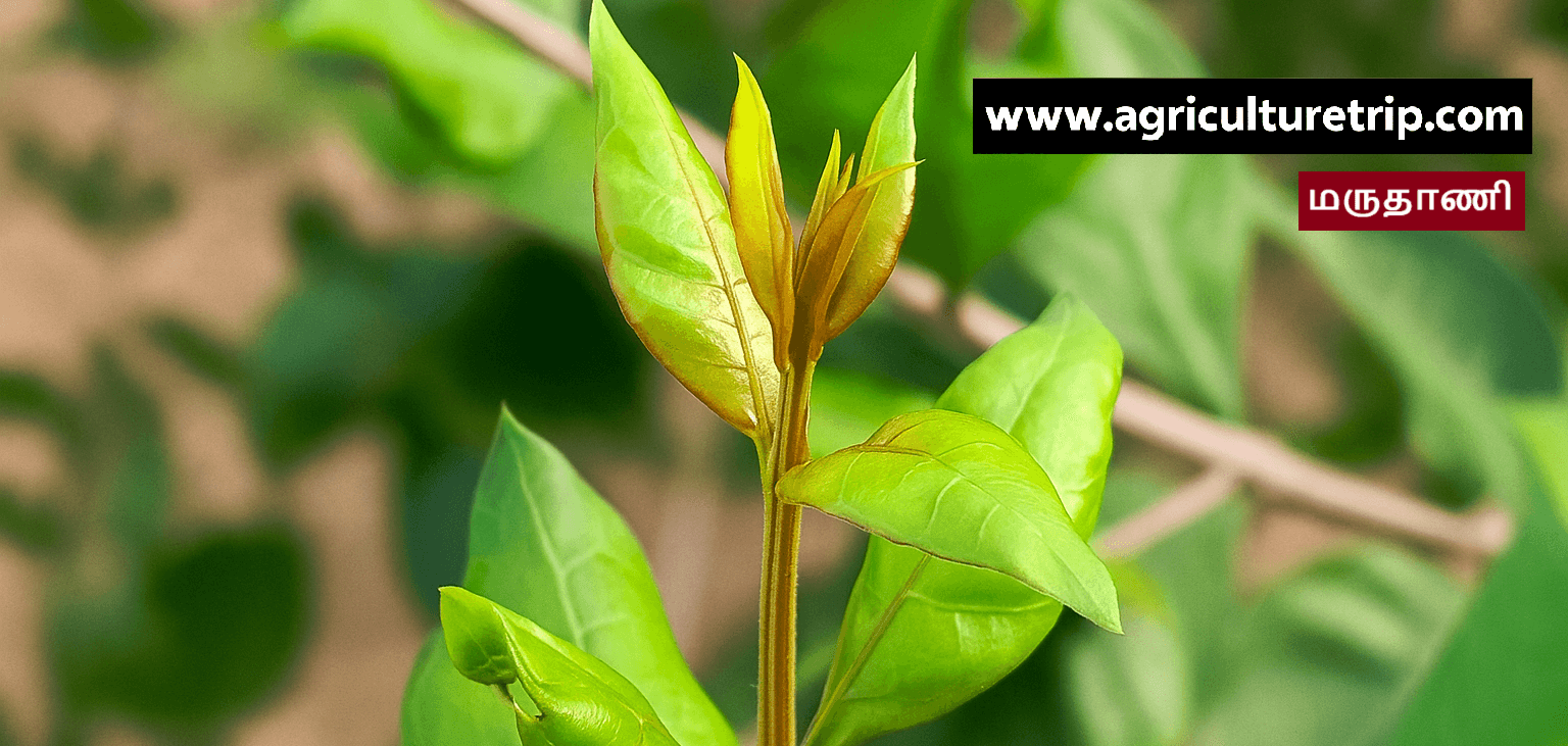 மருதாணி (Lawsonia inermis) அழகு மற்றும் ஆரோக்கிய நன்மைகள்