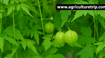 முடக்கத்தான் கீரை (Cardiospermum halicacabum) – மூட்டு வாதம், வலி நிவாரணம் மற்றும் ஆரோக்கிய நன்மைகள்