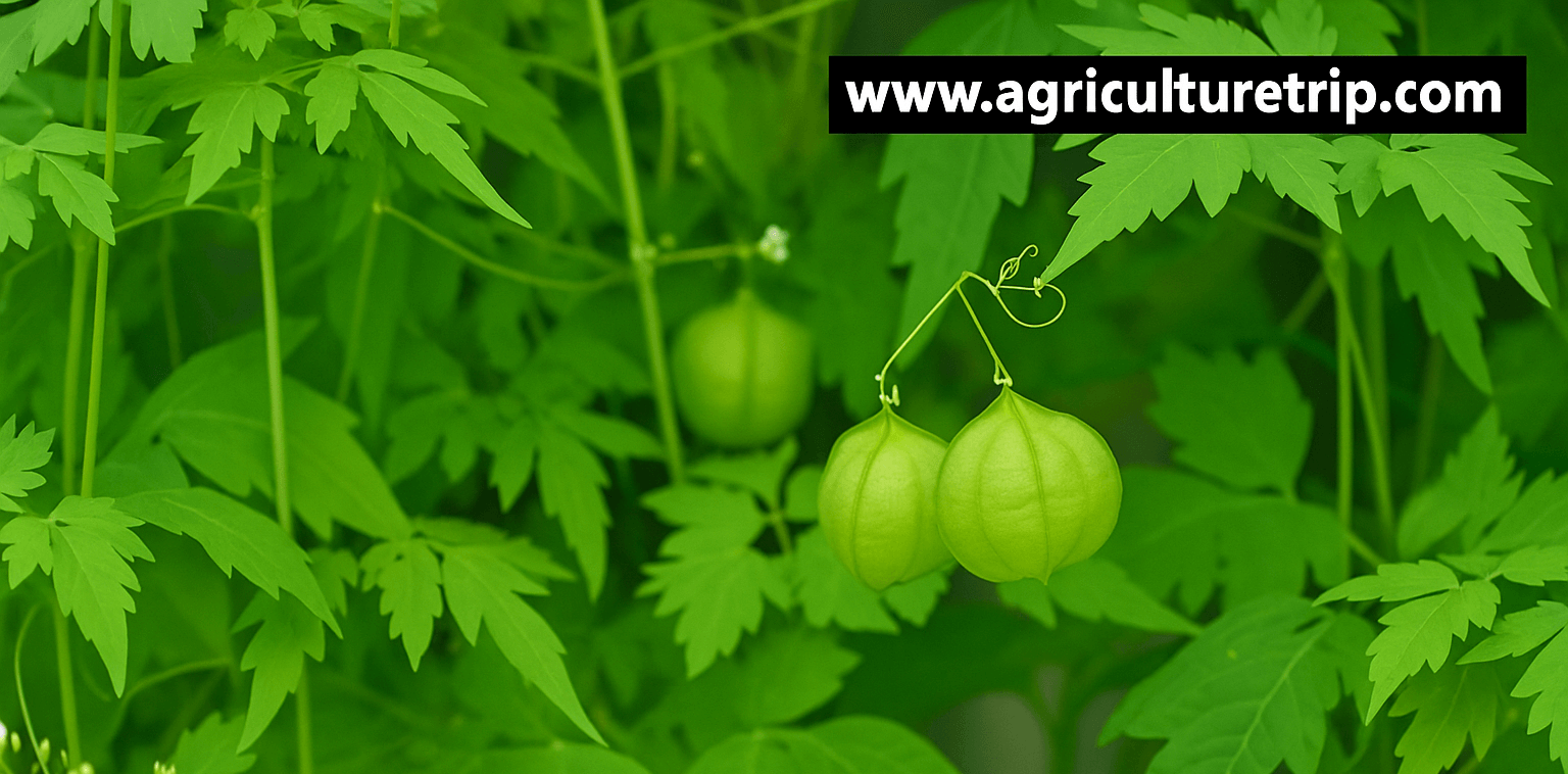 முடக்கத்தான் கீரை (Mudakathan Keerai) மூட்டு வாதம் மற்றும் மருத்துவ நன்மைகள்