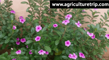 நித்தியகல்யாணி (Catharanthus roseus) – நீரிழிவு, புற்றுநோய், இதய நலம் மற்றும் ஆரோக்கிய நன்மைகள்
