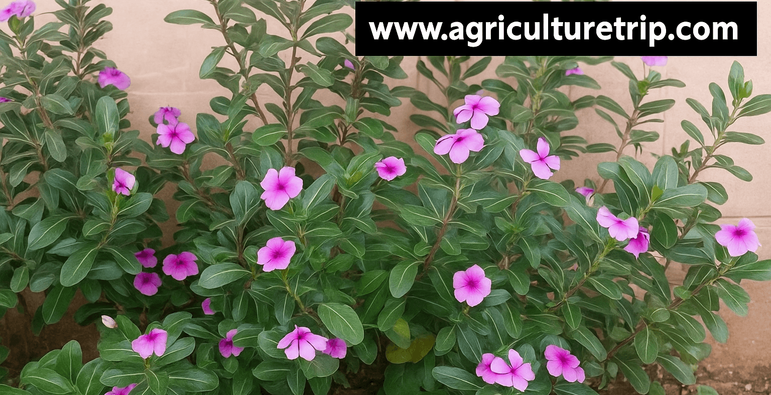 நித்தியகல்யாணி (Catharanthus roseus) மருத்துவ நன்மைகள் மற்றும் பயன்கள்
