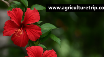 செம்பருத்தி பூ சாகுபடி முறைகள் மற்றும் பயன்கள்: