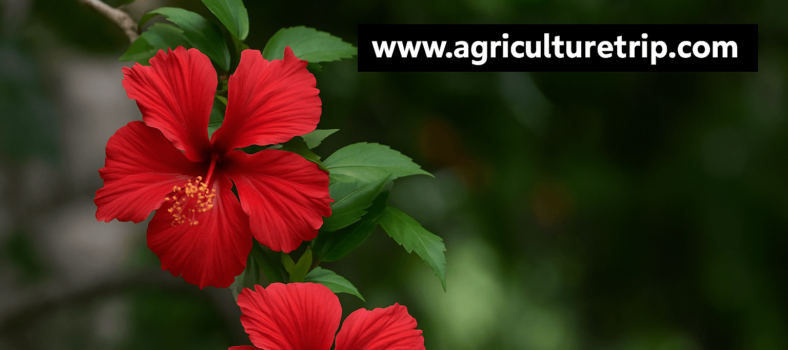 செம்பருத்தி