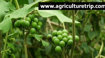 சுண்டைக்காய் (Turkey Berry / Solanum torvum) – ரத்தசோகை, நீரிழிவு, இதய நலம் மற்றும் மருத்துவ நன்மைகள்