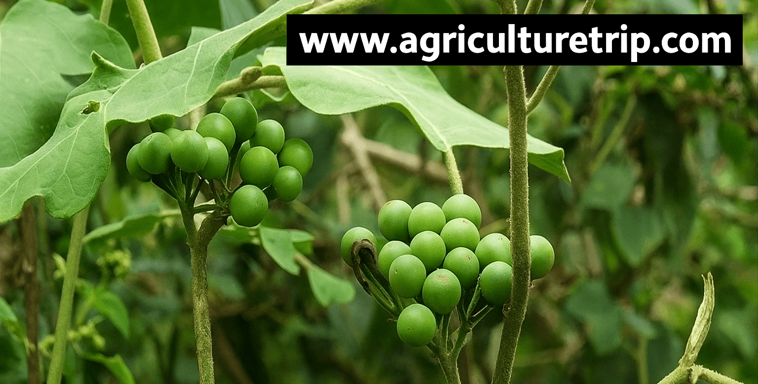 சுண்டைக்காய் (Solanum torvum) ரத்தசோகை மற்றும் நீரிழிவு நிவாரண நன்மைகள்