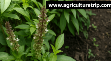 திருநீற்றுப் பச்சிலை பயிரிடும் முறை மற்றும் பயன்கள்