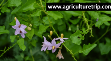 தூதுவளை (Thuthuvalai) – சளி, இருமல், ஆஸ்துமா, புற்றுநோய் வரை குணமாக்கும் இயற்கை மூலிகை