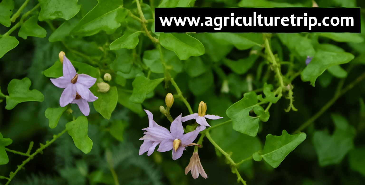 தூதுவளை