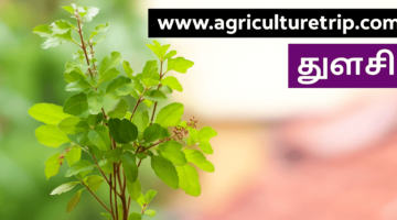 துளசி (Tulsi) – வகைகள், சாகுபடி, மற்றும் நன்மைகள்