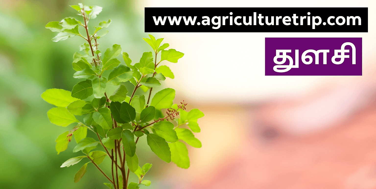 tulsi-agriculturetrip