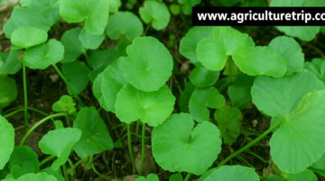 வல்லாரை சாகுபடி முறை மற்றும் பயன்கள்