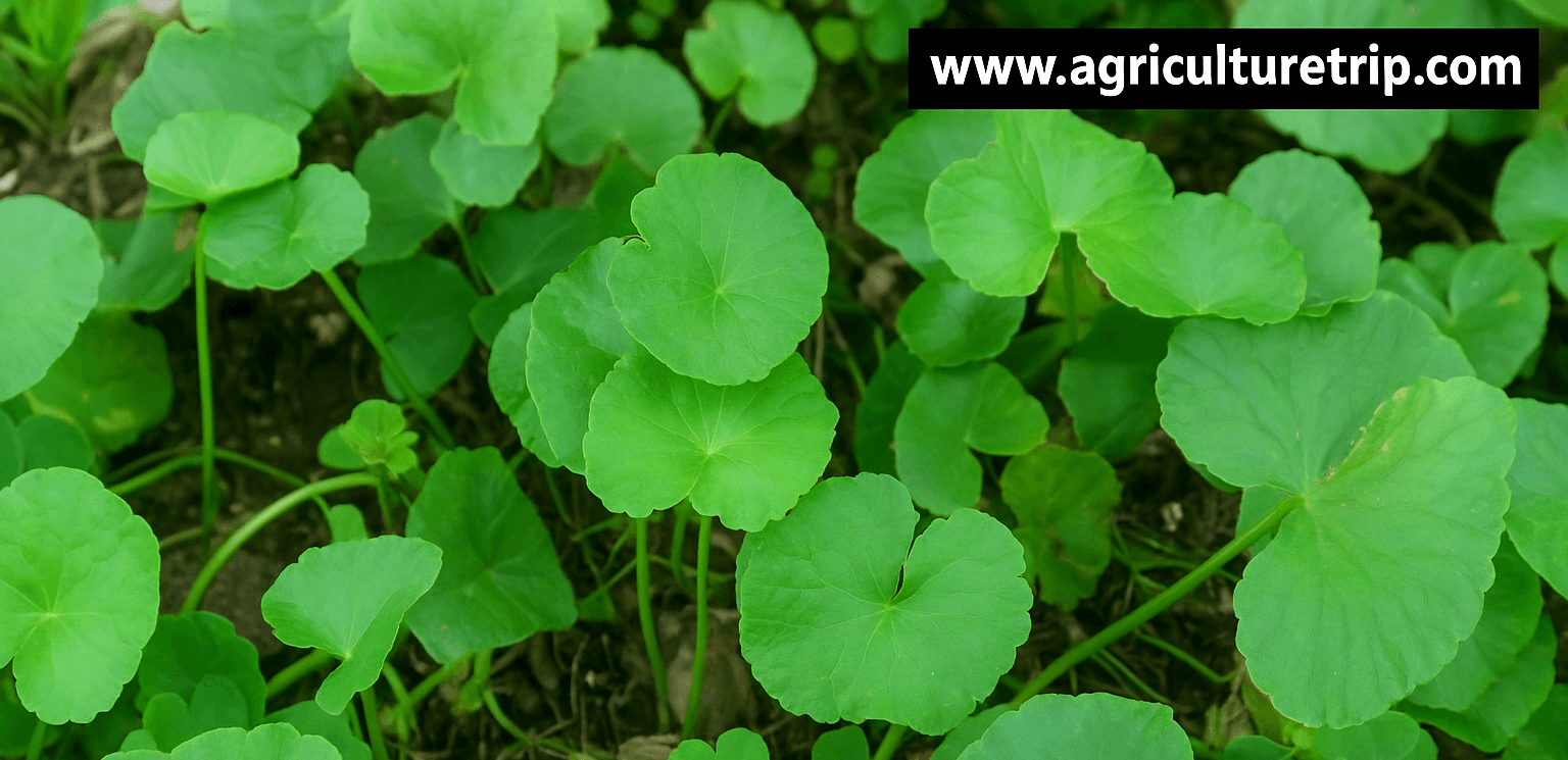 வல்லாரை